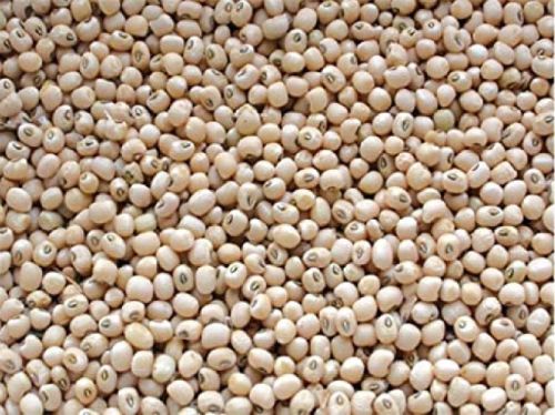 Organic Black Eyed Beans, For Cooking, Grade Standard : Food Grade