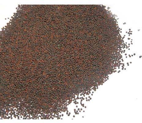 Raw Organic Mustard Seeds, For Cooking, Grade Standard : Food Grade