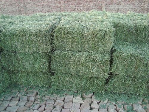 Non Polished Metal ALFALFA HAY GRASS, For Garden Use, Animal Feed, Cattle, Rabbit, Cows, Length : 0-10cm