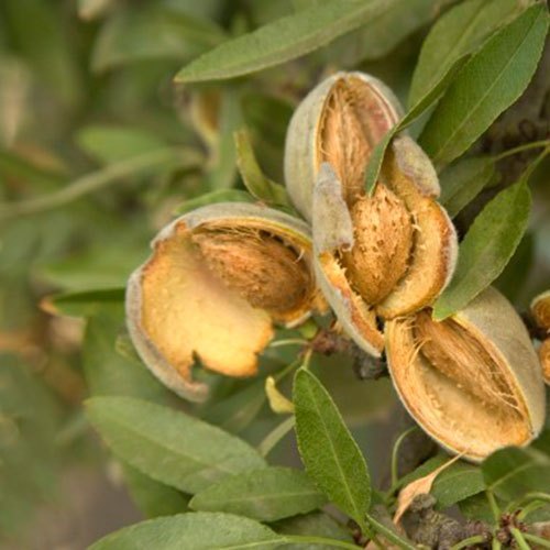 Hybrid Badam Plant, Packaging Type : POLY BAG