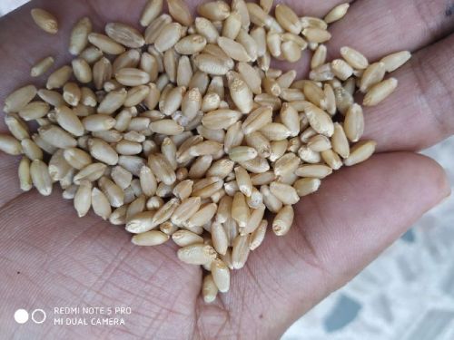 Milling Wheat, For Food, Packaging Type : Jute Bag, PP Bag