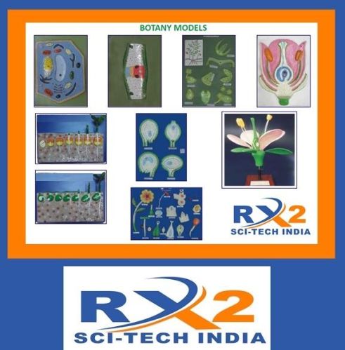 RX2 High Quality BOTANY MODELS, For Laboratory Use