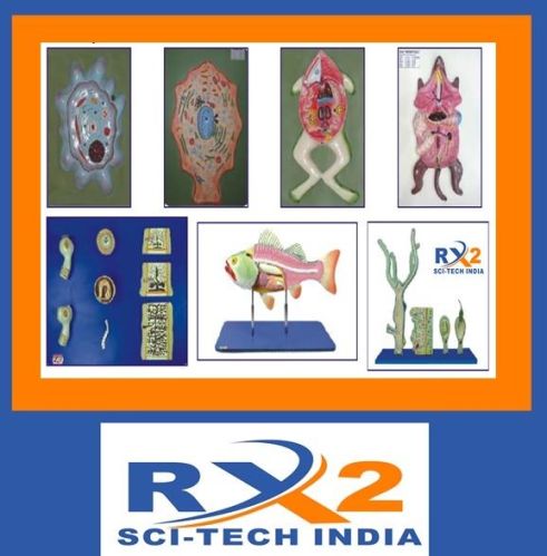 RX2 High Quality ZOOLOGY MODELS, For Science Laboratory Use