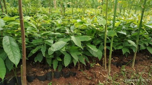 Mahogany Plants, Color : Green