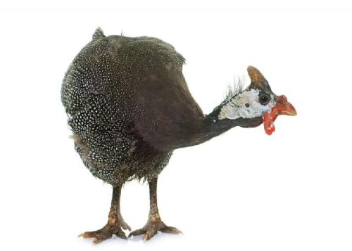 Live Guinea Fowl Chicken, Packaging Type : Plastic Sack Bags, PP Bags, Vaccum Bags