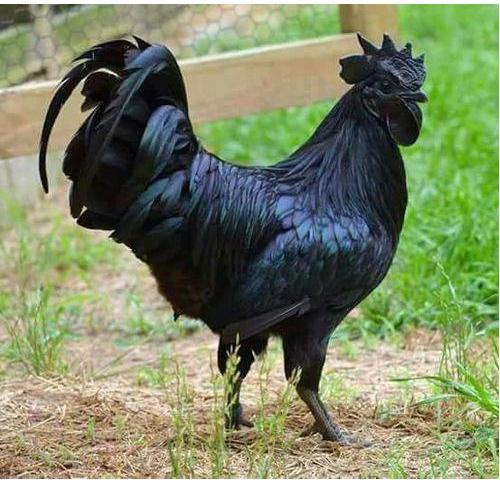 Live Kadaknath Chicken