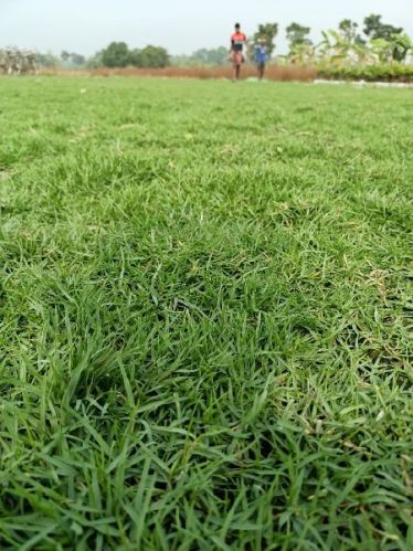 Brother Nursery Australian Lawn Grass, For Garden, Feature : Good Qualtiy