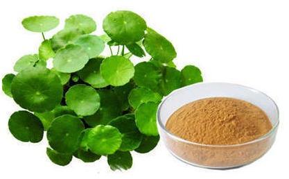 Organic Bacopa Monnieri Extract, Packaging Size : 25-50 Kg