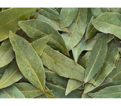 Bay Leaf