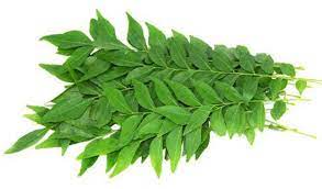 Organic Curry Leaves, For Food Medicine, Packaging Type : Plastic Packet