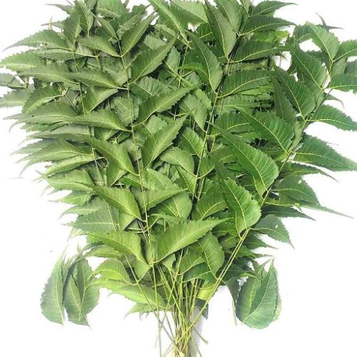 Organic Neem Leaves, For Cosmetic, Medicine, Form : Leaf