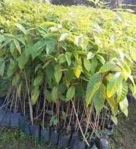 Mahogany plants, Brand Name : African sweitenia