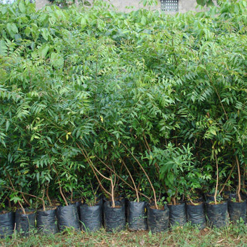 Neem Plants