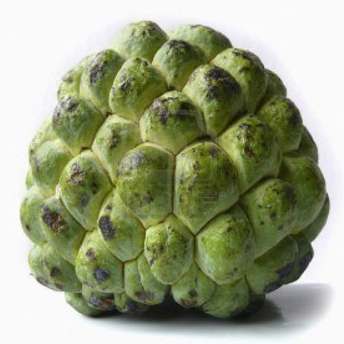Organic Fresh Custard Apple, Packaging Type : Wood Box