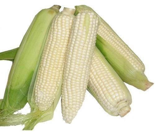 Fresh White Corn, For Food Grade Powder, Certification : FSSAI