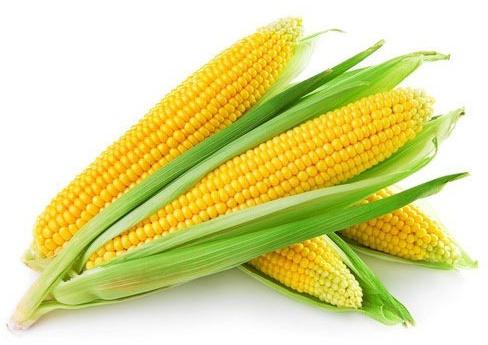 Fresh Yellow Corn, For Food Grade Powder