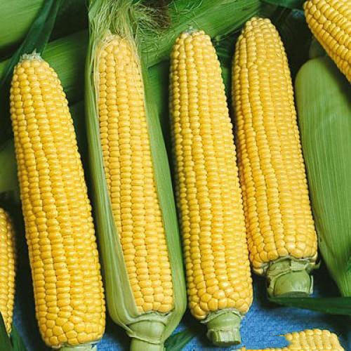 Fresh Yellow Maize, Packaging Type : Jute Bag