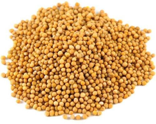 Yellow Mustard Seeds, Packaging Type : Plastic Packet