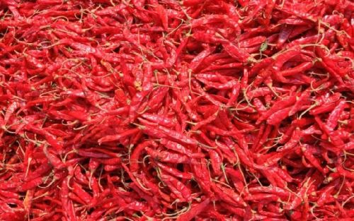 Organic Teja Dried Red Chilli, For Cooking, Certification : FSSAI Certified