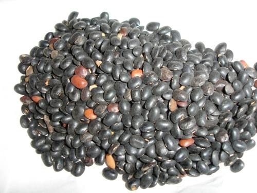 Ratanjot Seeds, Packaging Size : 50 Kg