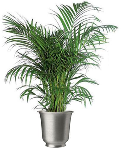 Areca Palm Plant