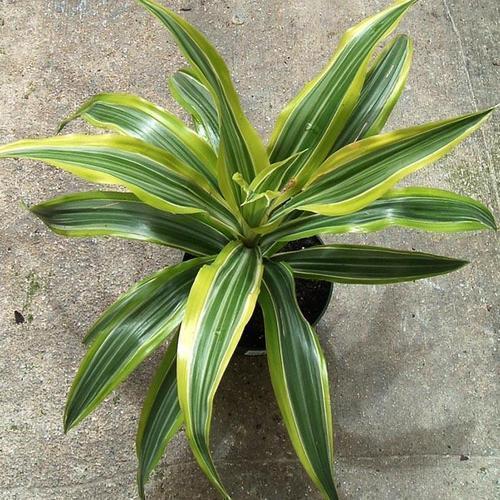 Dracaena Victoria Plant