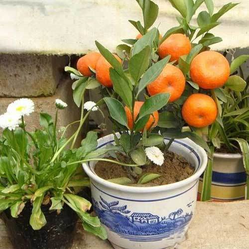 Orange Plant