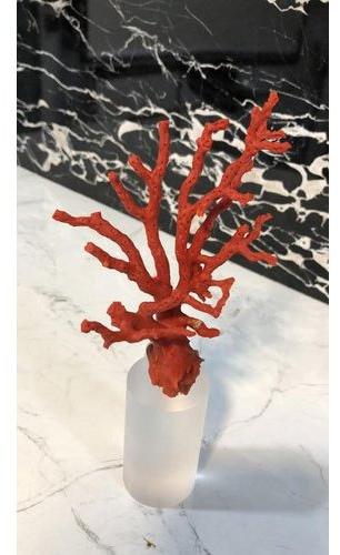 Italian Coral Reef, Color : Red