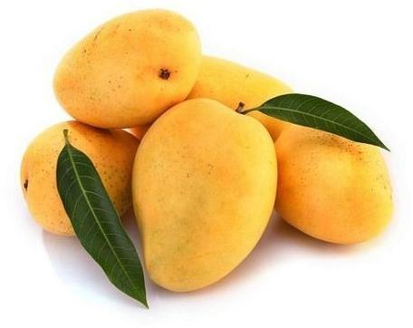 Organic Kesar Mangoes, Shelf Life : 5-10Days