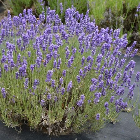 Organic Lavender Plant, For Ayurvedic Medicine, Plantation, Packaging Type : Plastic Bag