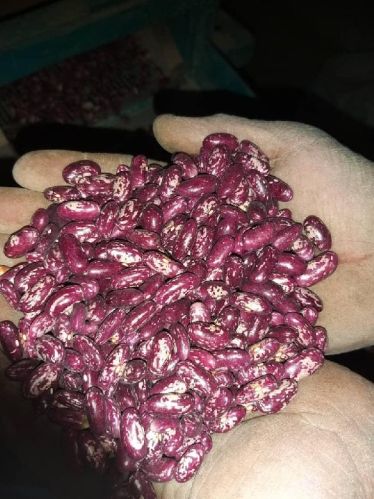 Common Beans, For Agriculture Use, Feature : High In Protein, Non Harmful