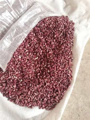 Common Red Beans 1Year, 2Years, 3Months, 6Months, Packaging Type : Gunny Bag, Jute Bag, Loose