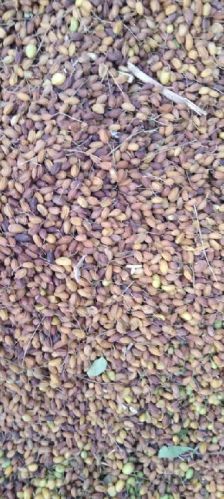 Neem Seed Clean, Color : Green