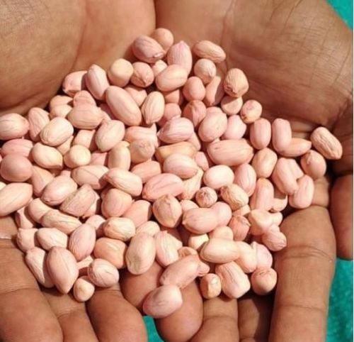 Bold Groundnut Kernels, Feature : Fine Taste, Good For Health, Optimum Quality