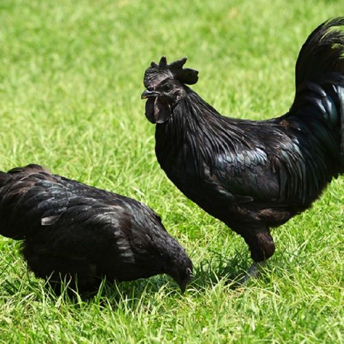 Live Kadaknath Chicken