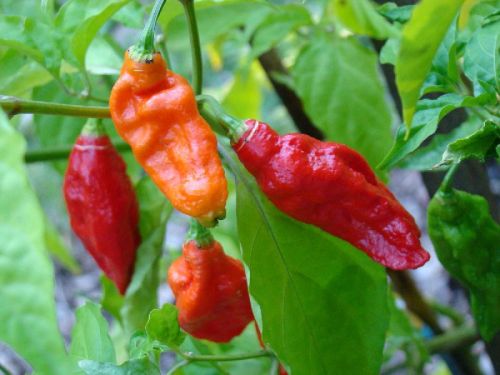 Organic Fresh Ghost Pepper, Certification : FSSAI Certified