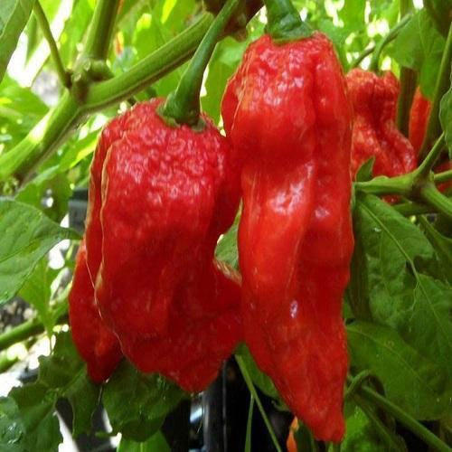 Organic Fresh King Chilli, For Making Pickles, Feature : Optimum Freshness
