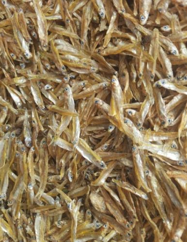 Dry Fish, For Food, Human Consumption, Making Medicine, Feature : Good Protein