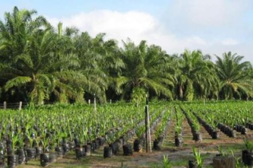 Palm Oil Plant, Color : Brown, Grey, Light White