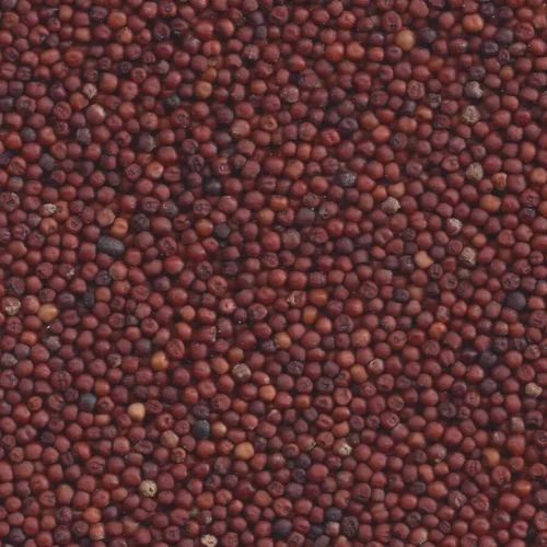 Mustard Seeds, For Agriculture