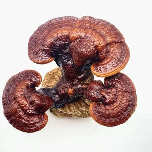 Dehydrated Ganoderma Mushroom, For Cooking, Color : Light Brown