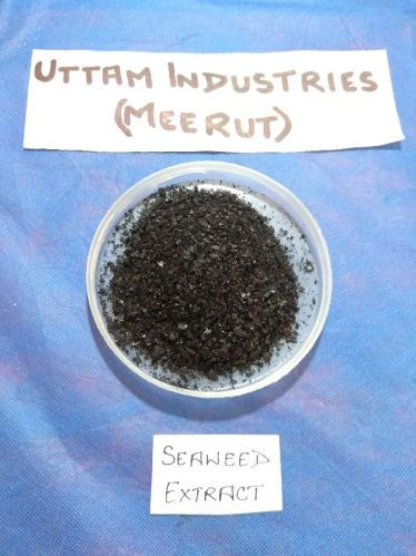 Organic Seaweed Extract Powder, Packaging Type : Plastic Bag