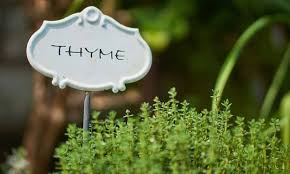 Thyme Flake, Feature : Energetic, Good Quality, Healthy To Eat