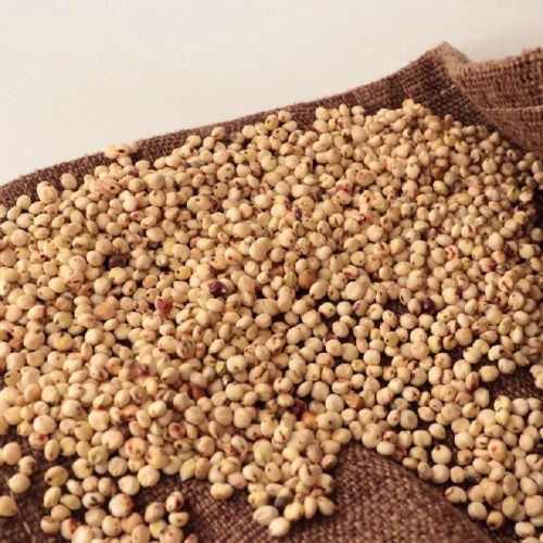 Red Sorghum Seeds, Condition : Dried for Food