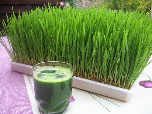 Wheatgrass Juice Extract, Form : Liquid