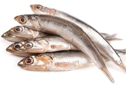 Fresh Anchovy Fish, Style : Live