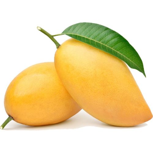 Organic Fresh Mango,fresh Mango, Color : Yellow