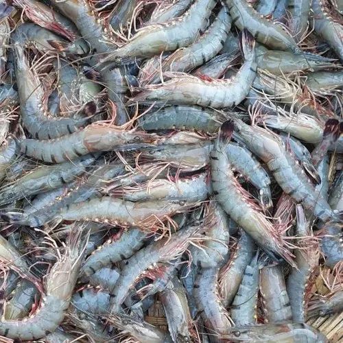 Fresh Black Tiger Prawns