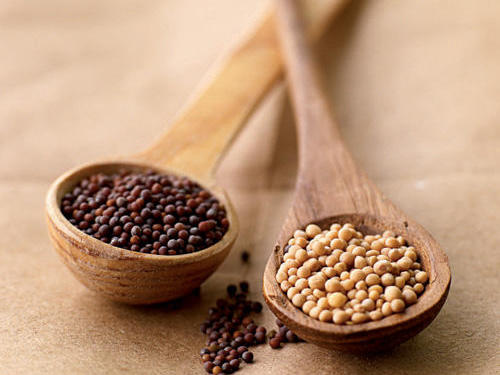 Natural Mustard Seeds, For Food, Cooking, Purity : 99%