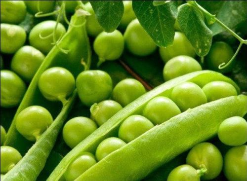 Organic GS10 Pea Seeds, For Agriculture, Certification : FSSAI Certified